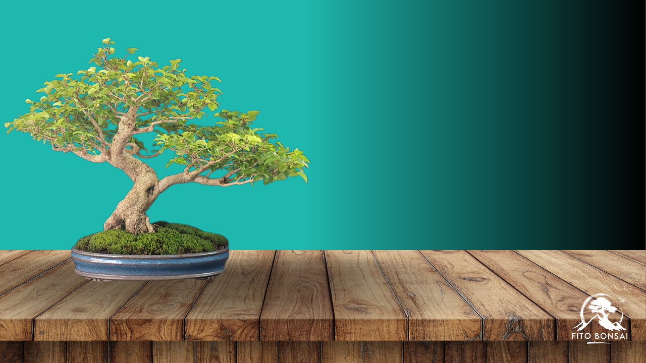 Primeiro Bonsai
