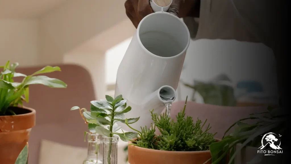 Plantas Fáceis