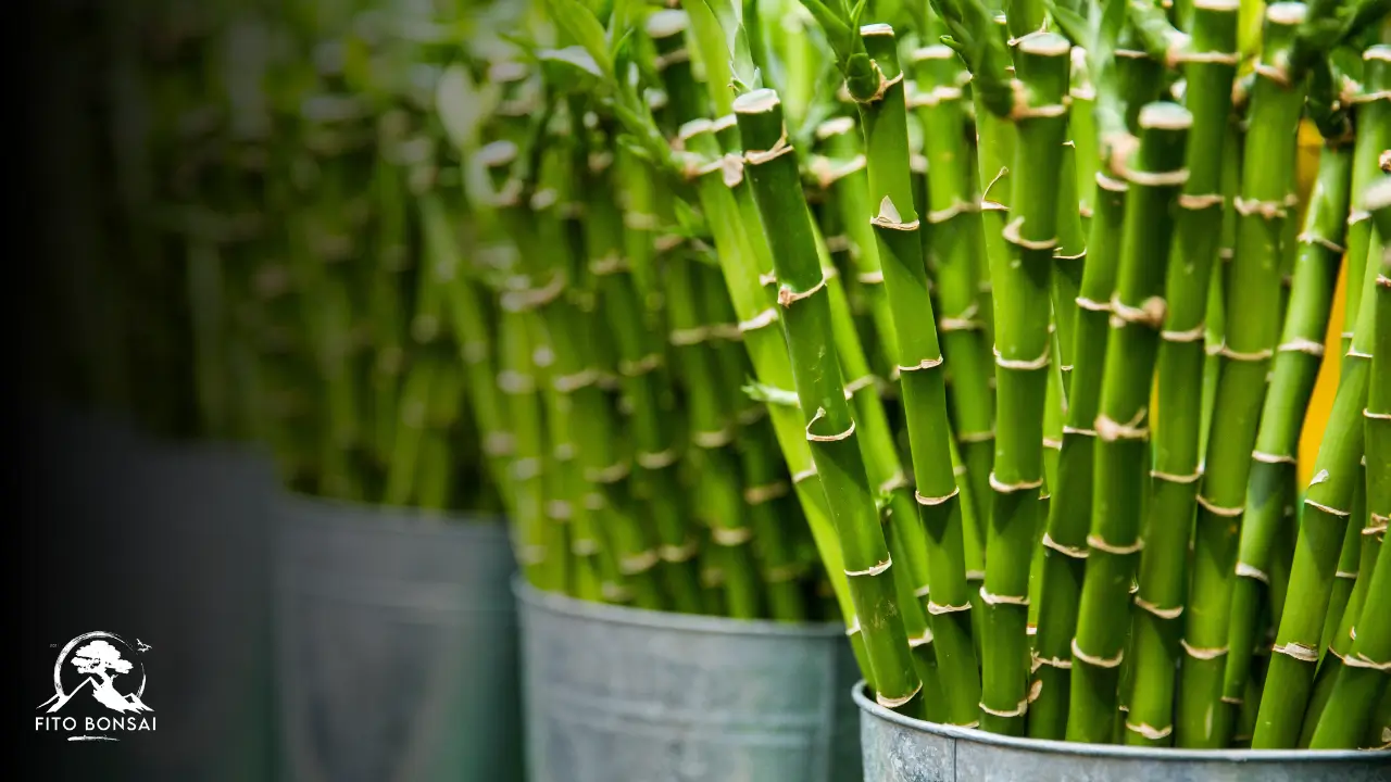 Bambu-da-Sorte
