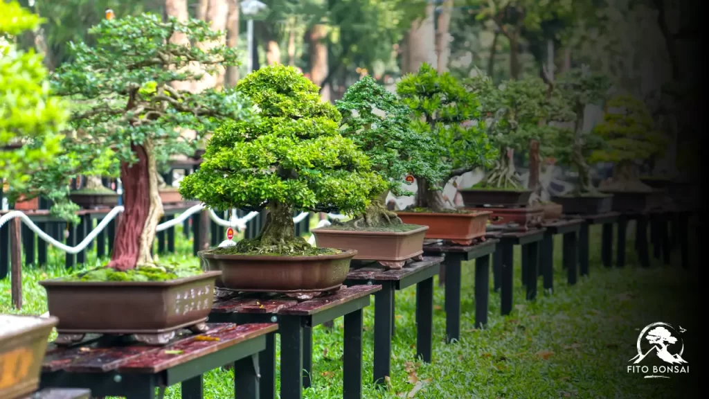 Bonsai Significado Espiritual