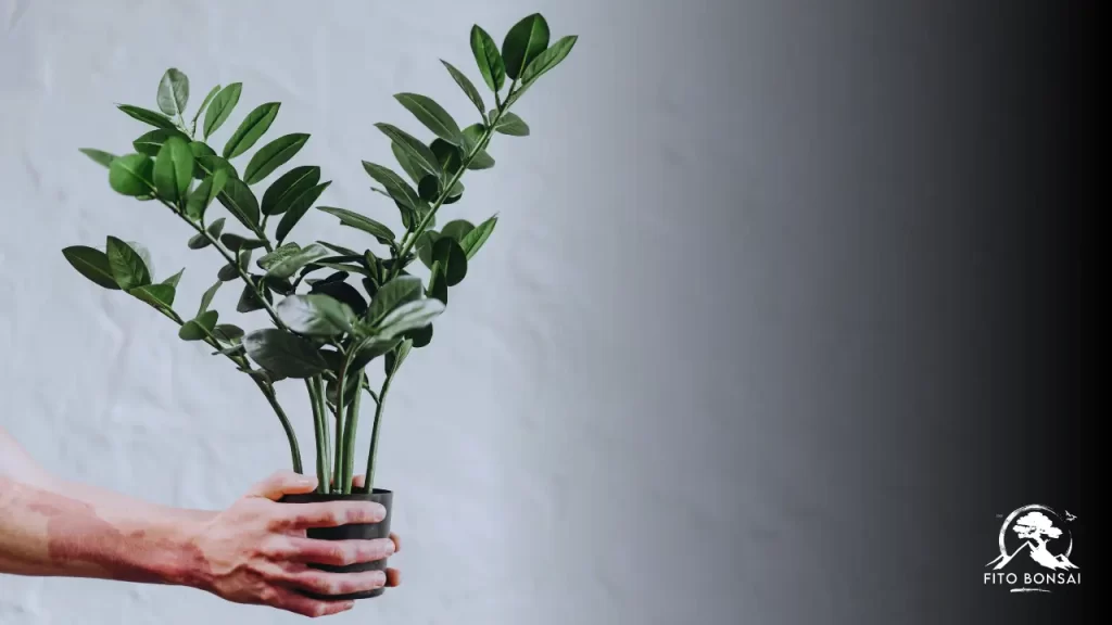 segredos da Zamioculcas
