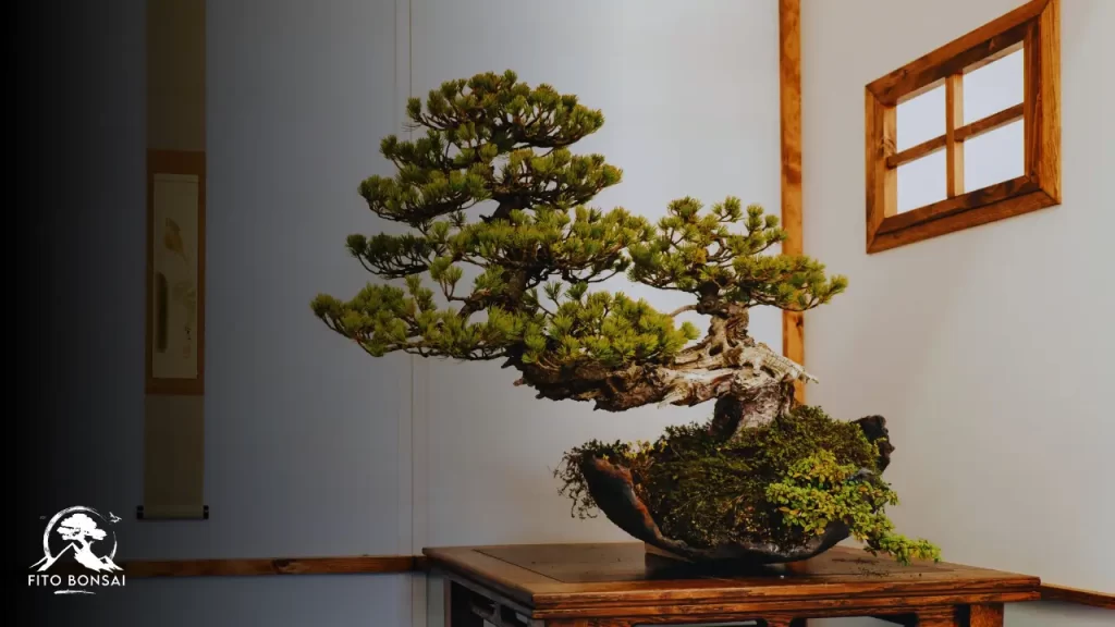 Arte do Bonsai