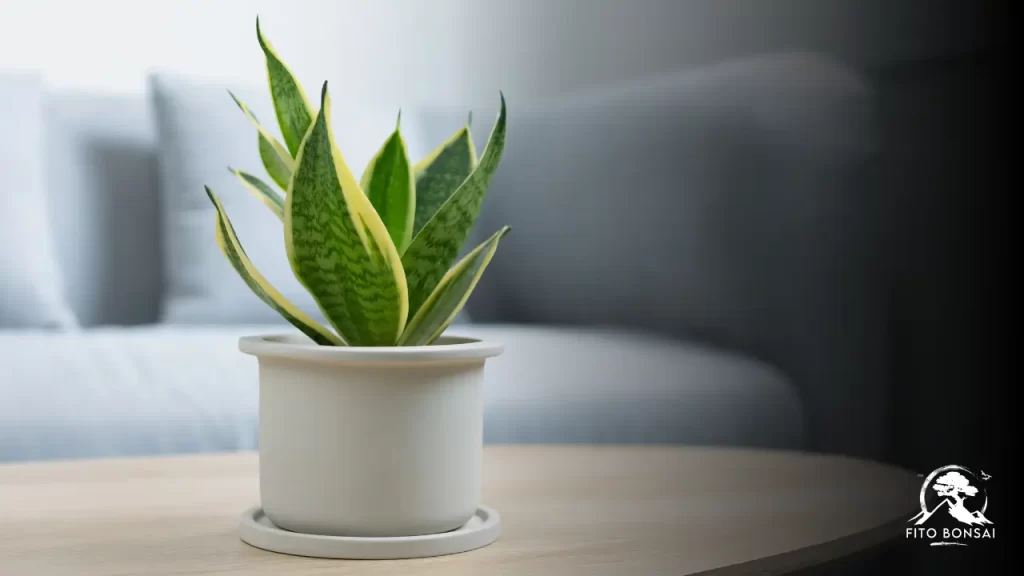 Plantas que Purificam o Ar