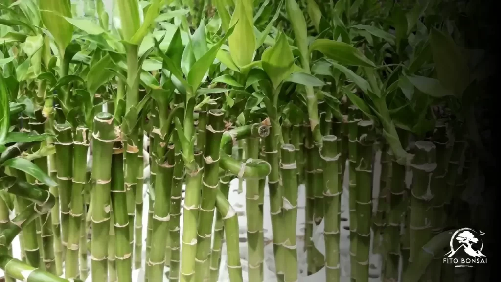 Bambu-da-Sorte