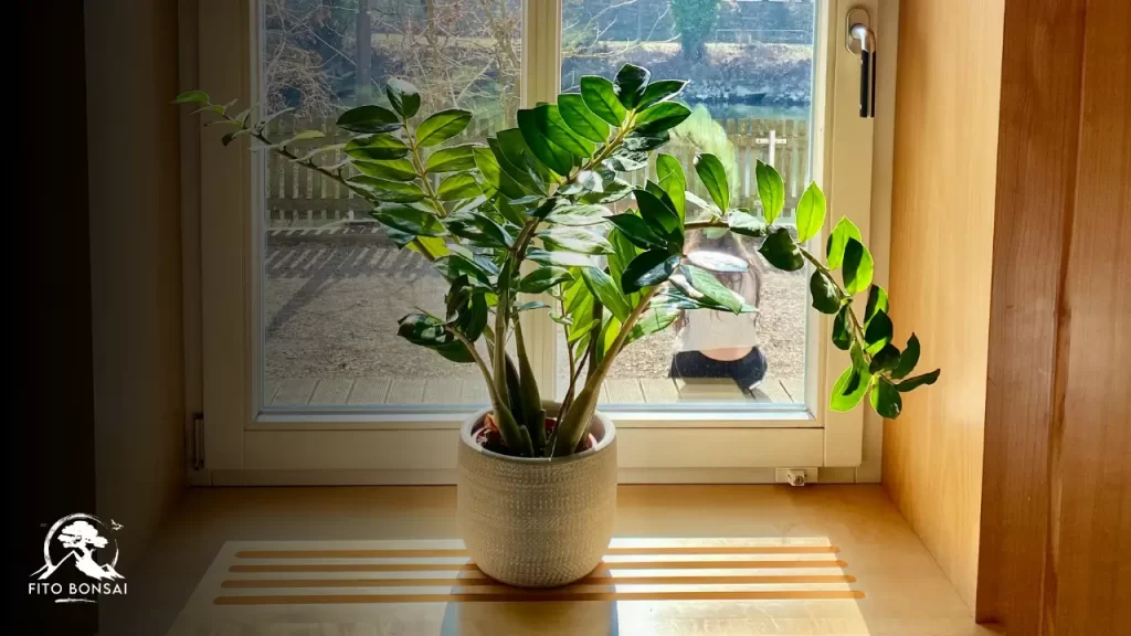 segredos da Zamioculcas