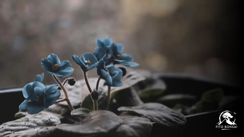Segredos da Violeta