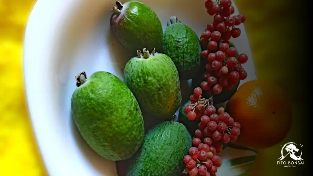 Feijoa