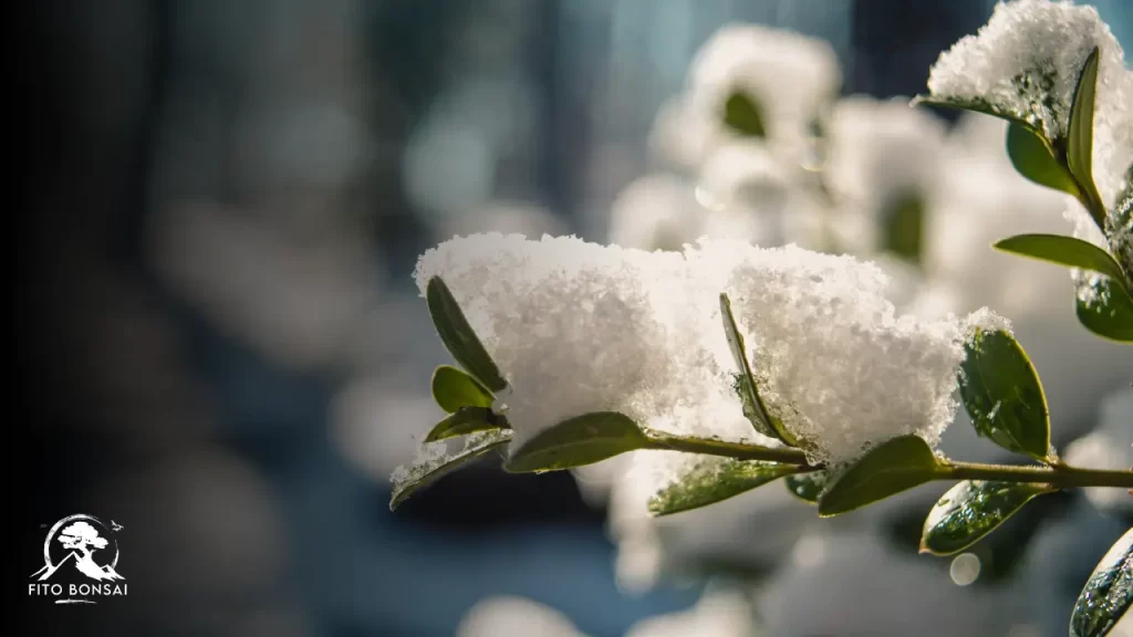 Plantas do Inverno