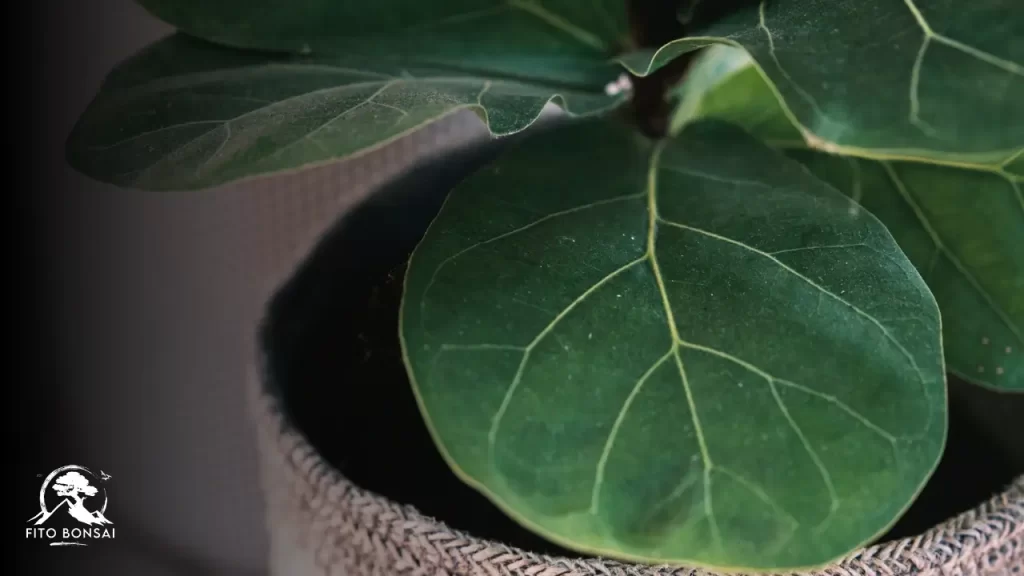 Ficus lyrata como cuidar