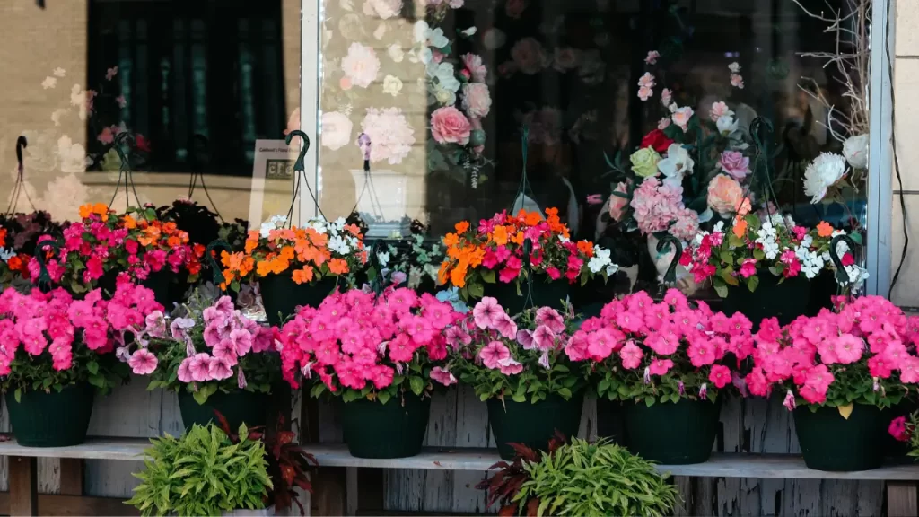 Sunpatiens