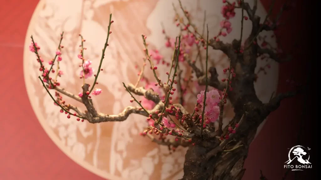 Bonsai de Cerejeira