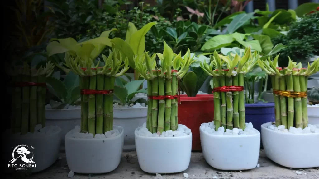 Bambu-da-Sorte