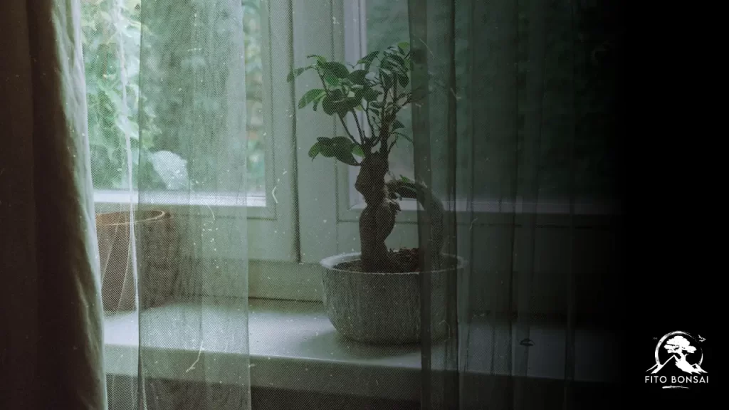 Bonsai em Apartamento