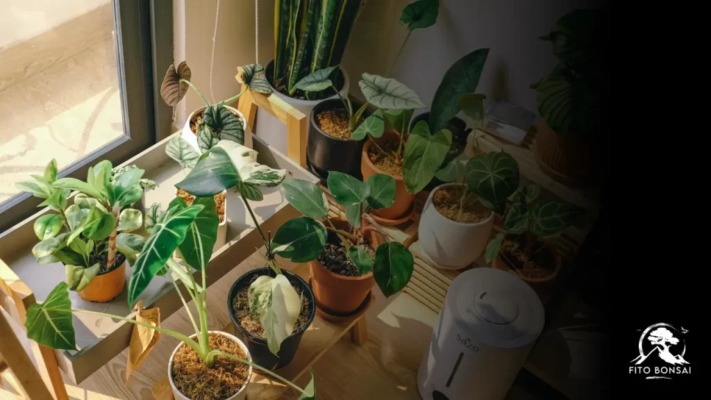 Plantas que Purificam o Ar
