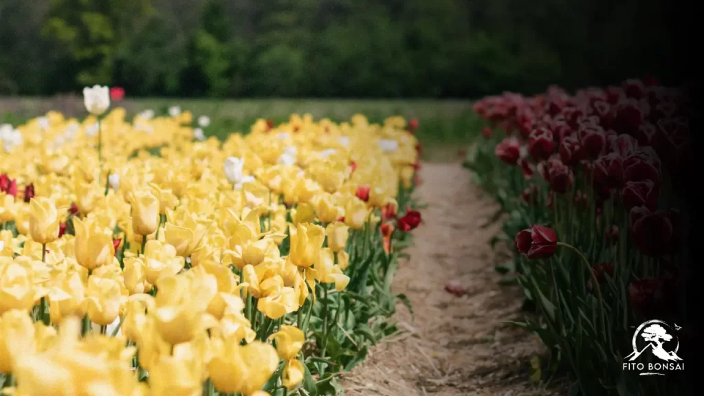 Tulipas
