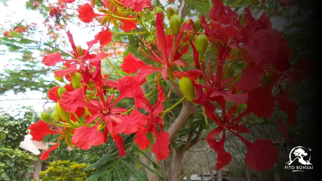 Flamboyant