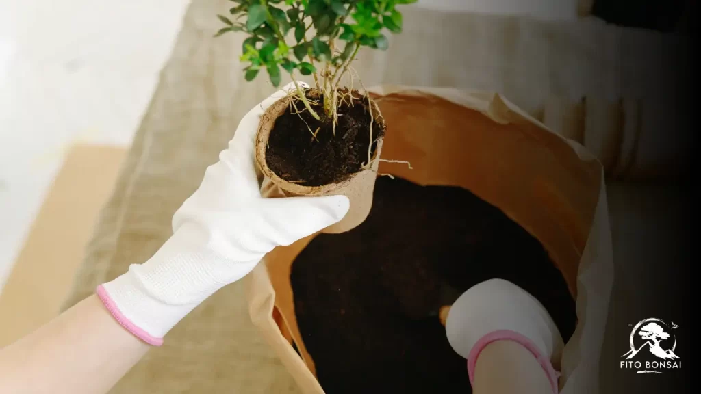 Árvores Frutíferas em Vasos