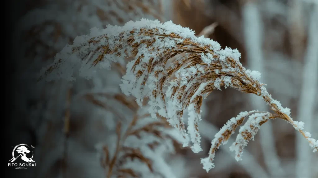 Plantas do Inverno