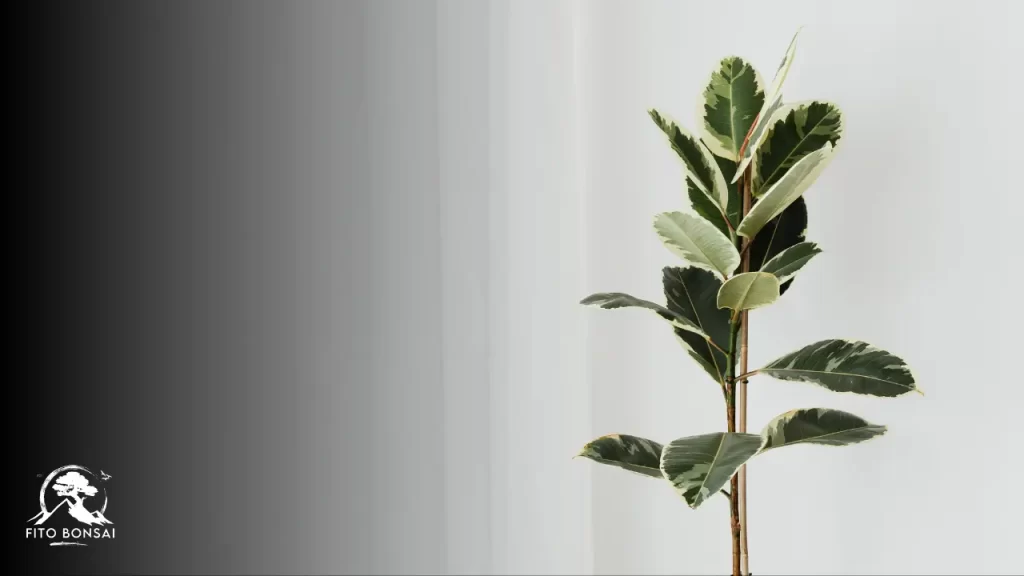 Ficus lyrata como cuidar