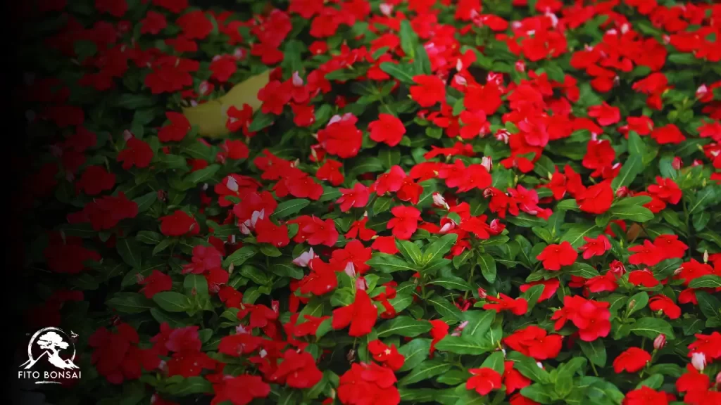 Sunpatiens