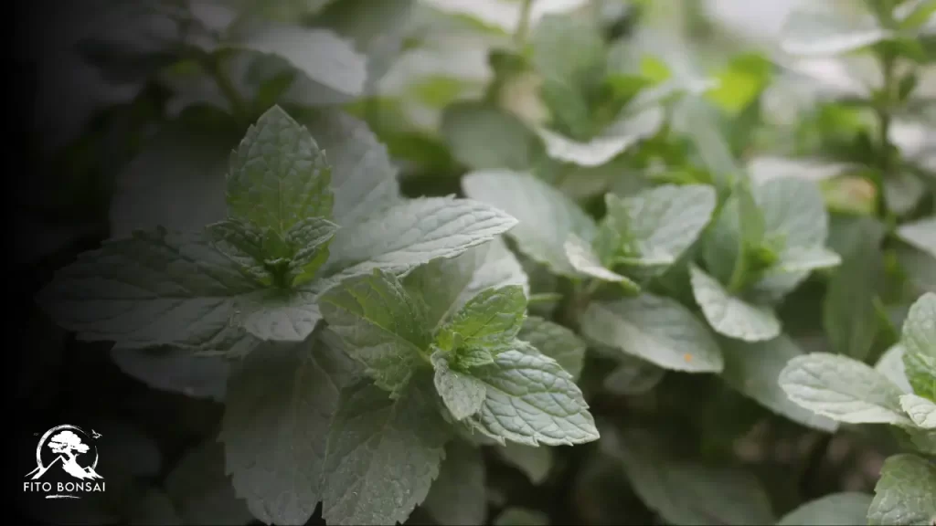 Plantas que Repelem Escorpiões