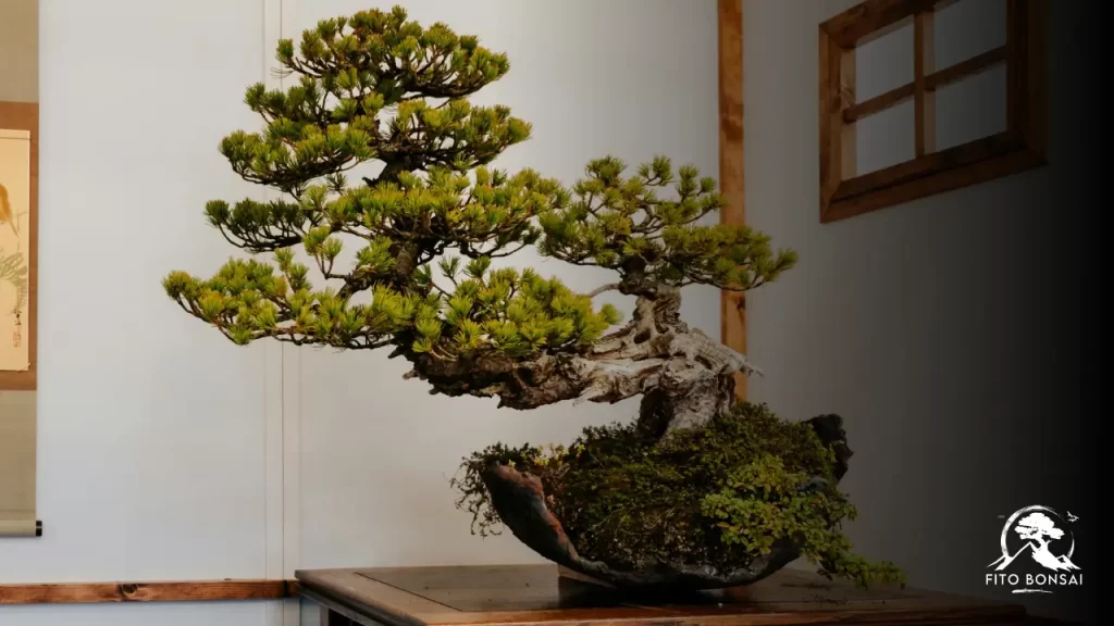 Bonsai em Apartamento