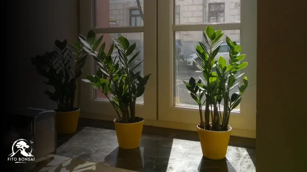 segredos da Zamioculcas