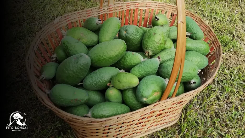 Feijoa