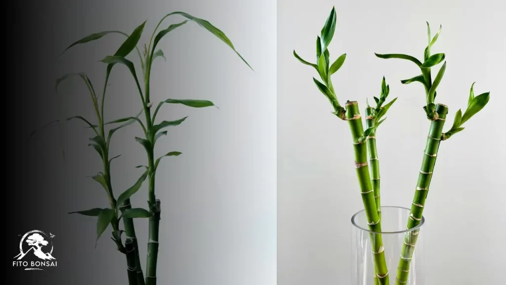 Bambu-da-Sorte
