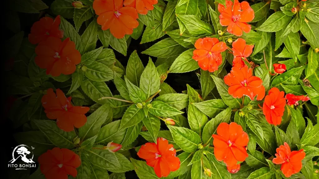 Sunpatiens