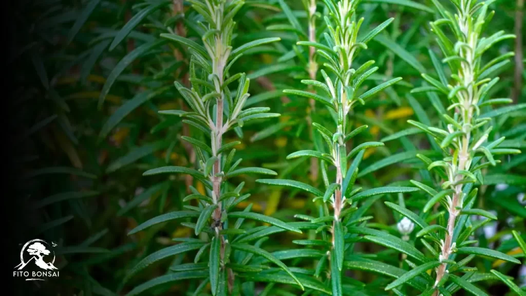 Plantas que Repelem Escorpiões