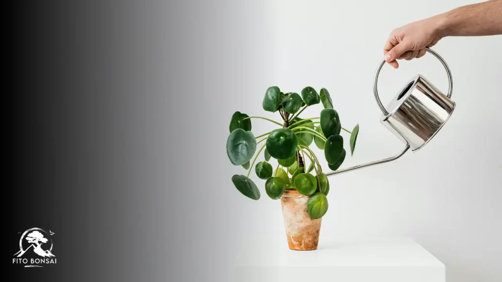 Plantas que Purificam o Ar