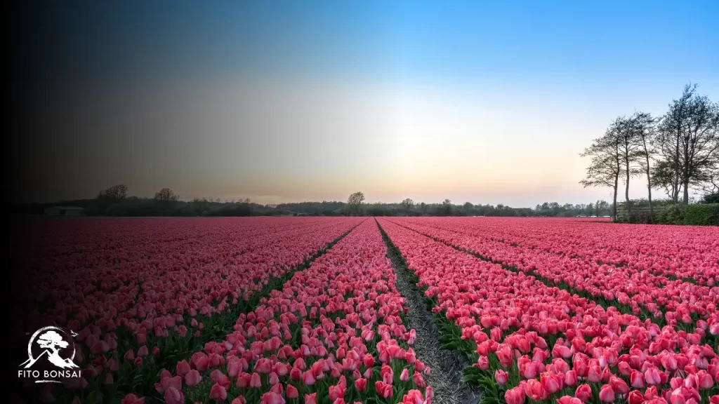 Tulipas