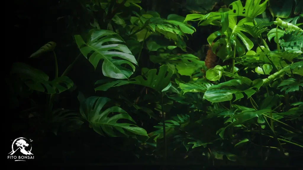 Plantas do Mal