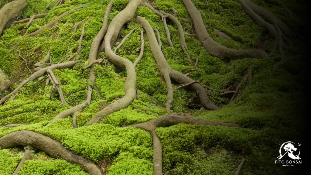 comunicação entre plantas