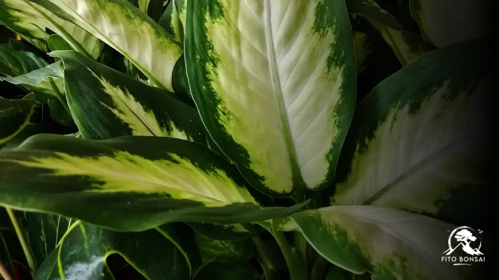 Plantas do Mal