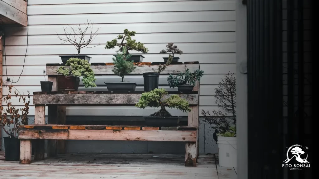 Bonsai no Inverno