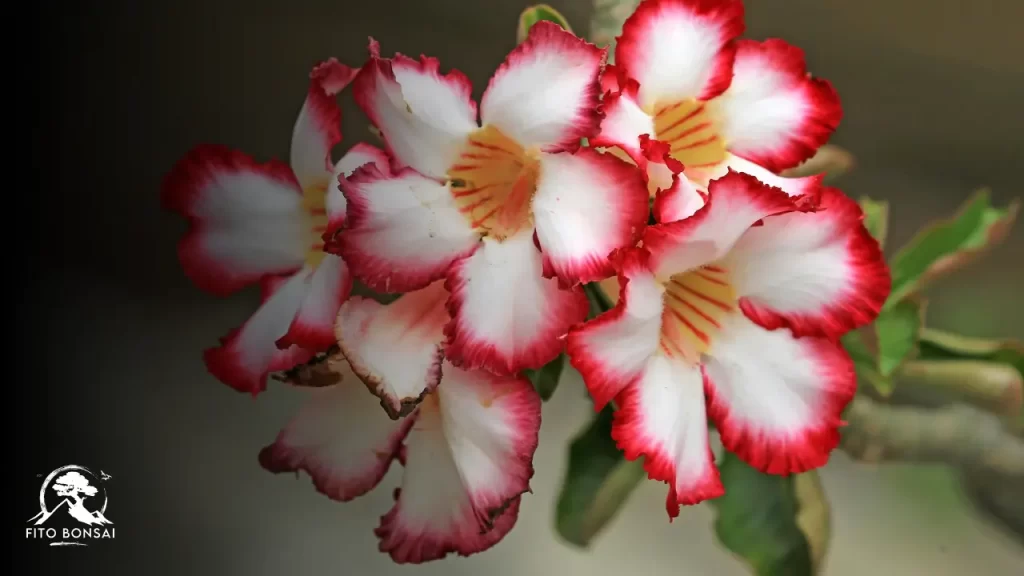 Rosa do Deserto