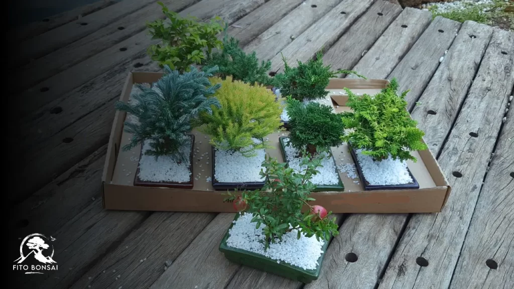 Bonsai de Supermercado