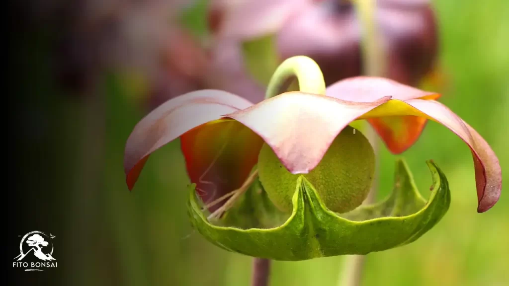 Plantas Carnívoras