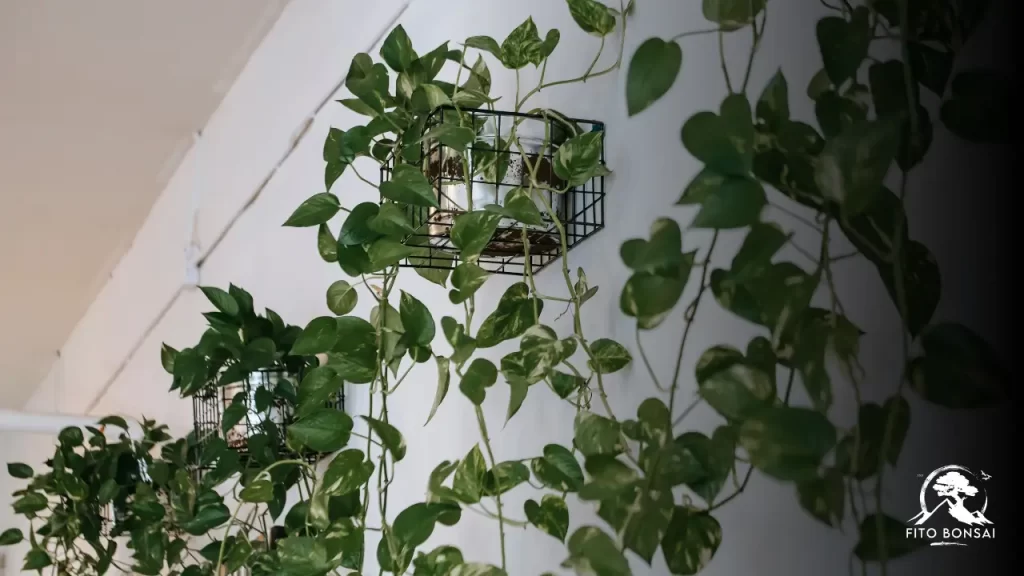 Plantas do Mal