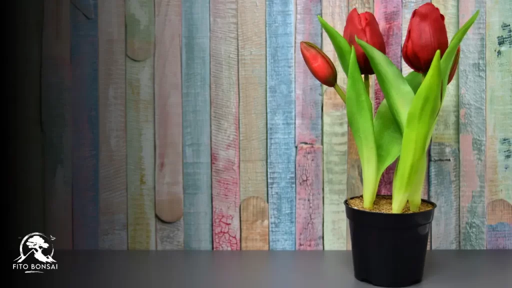 cultivar tulipa no Brasil