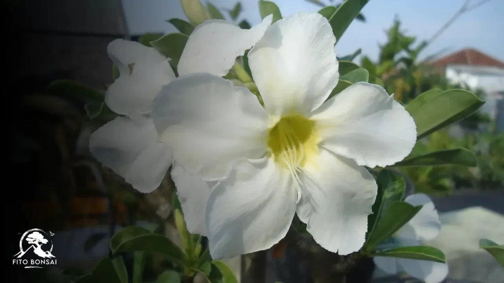 Rosa do Deserto