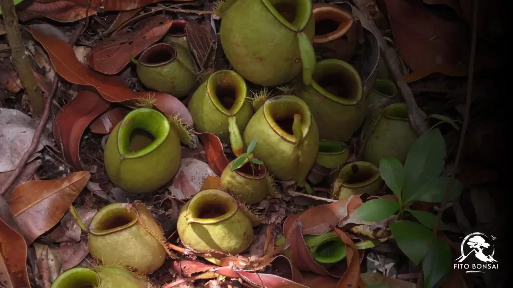 Plantas Carnívoras
