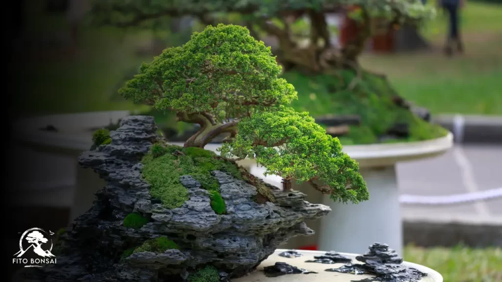 Bonsai no Inverno