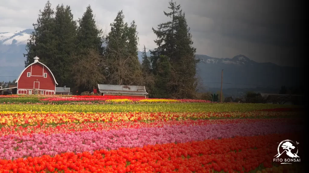cultivar tulipa no Brasil