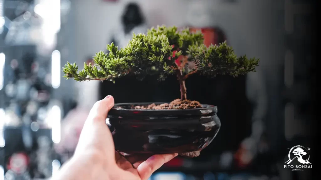 Bonsai de Supermercado