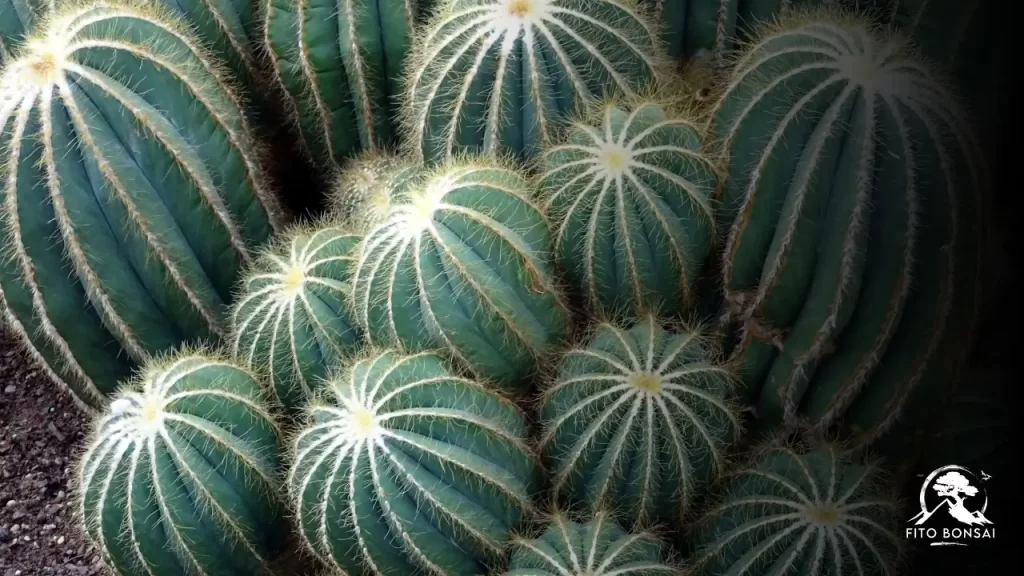 Plantas do Mal