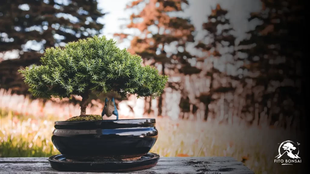 Bonsai de Supermercado