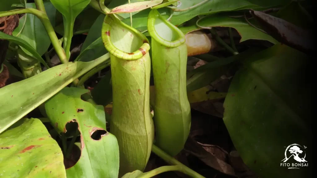 Plantas Carnívoras
